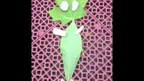 Kizoa Video Maker: Week 5 - All Activities