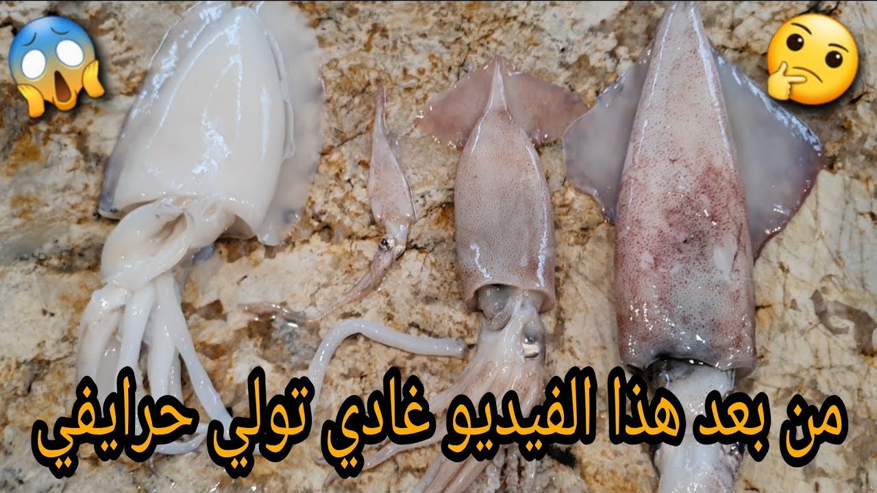 كيفاش تعرف الفرق بين الكلمار و البسمان و البانتية و السيبيا معلومات مفيدة 😉🤔🤫