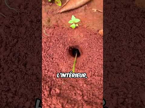 Pourquoi les Chinois sont des génies Chasse aux insectes