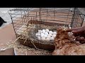 بيض الدجاجة لحصاد الكتاكيت الجديدة "المولودة"  أصغر كتكوت طائر؟
