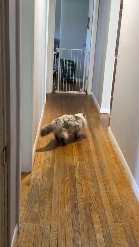 Ragdoll Cat Literally Bounces Off The Wall || ViralHog