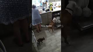 Funny dog fails 🤣 😂  #shorts