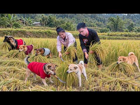 Mountain Life: Harvesting ripe rice and cooking a hearty meal for my pets - ha thi muon