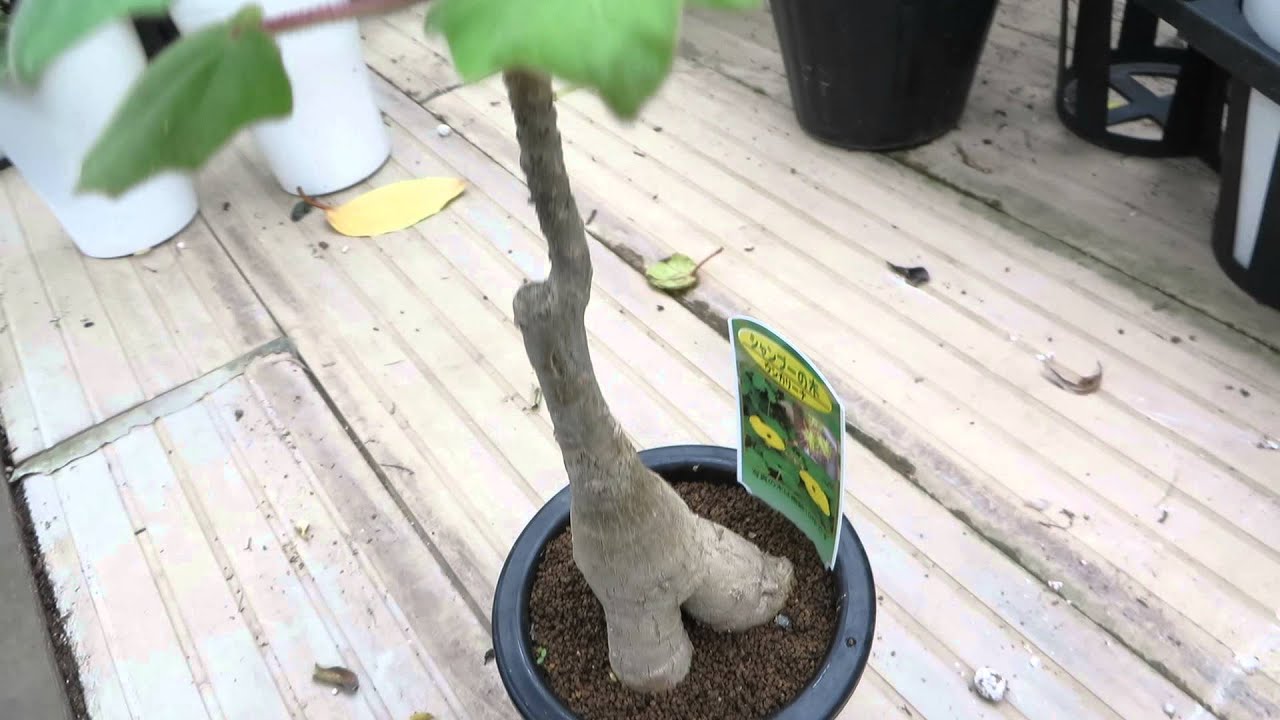 ウンカリーナ・グランディディエリ - 鉢物・観葉植物・花・樹木などの