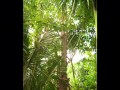 Burma Padauk - Teak, Black wood, Siamese Rosewood, Rosewood - Agarharvest Burma Padauk - Teak, Black wood, Siamese Rosewood, Rosewood - Agarharvest