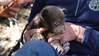 Cute Baby Bears - Tracking Durango's Bears