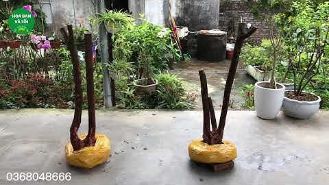 Hoa sim rừng bệ đẹp.Hoa bạn và tôi