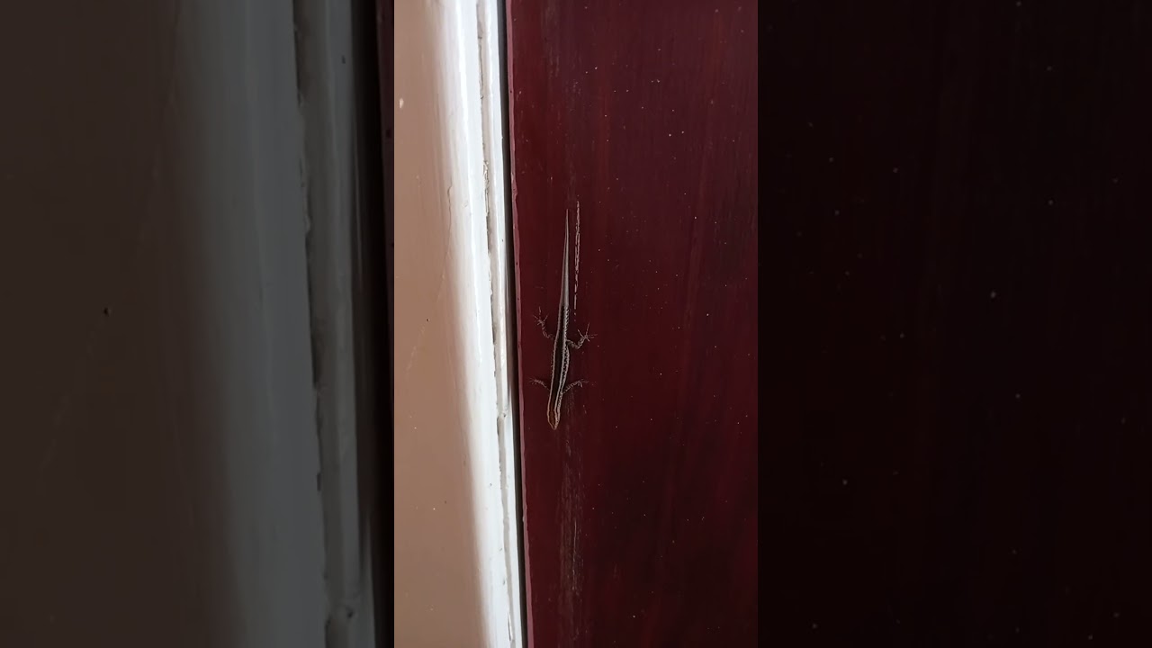 It must be lizard season.