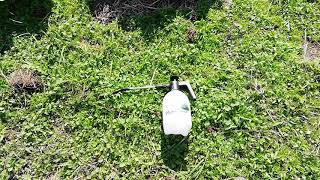 【農薬情報】有機JAS農薬スピノエース散布2020/11/4愛媛県内子町