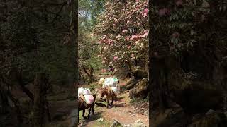 Manaslu Circuit Trek, Nepal 🇳🇵🏔️#manaslucircuit #explorenepal #trekkingnepal