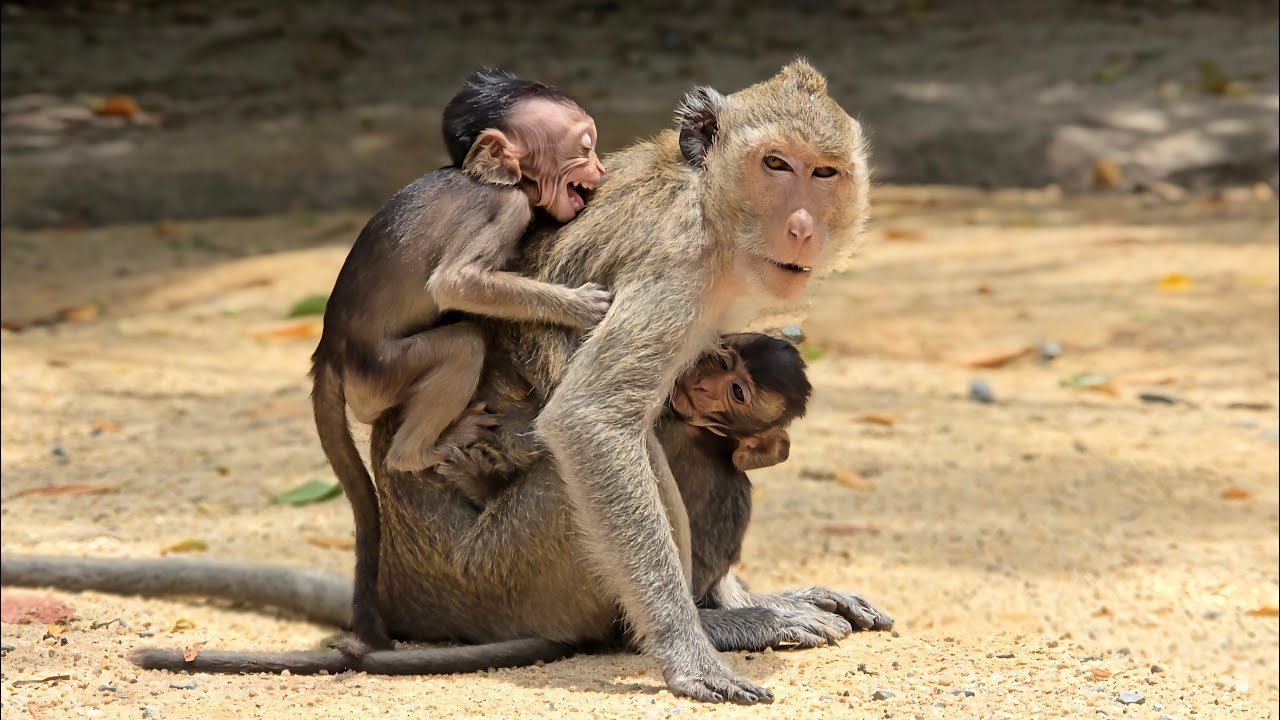The life of two monkeys is like this...