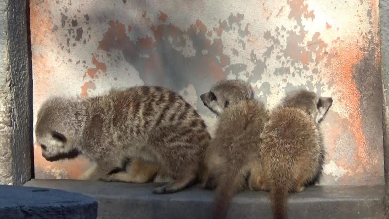 Cute meerkat babies and family  ミーアキャットの赤ちゃんが可愛い♥ 