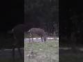 Into the Woods: Bowhunting Deer the Traditional Way #bowhunting #wildlife #deerhunting #200kviews