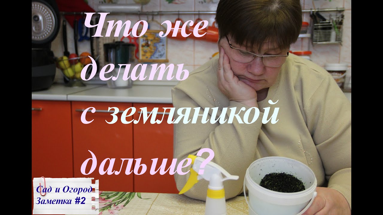 ⁣Что же делать с рассадой земляники дальше? Сад и огород.Заметка#2.