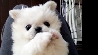 仰向けペキニーズの子犬 (Pekingese)