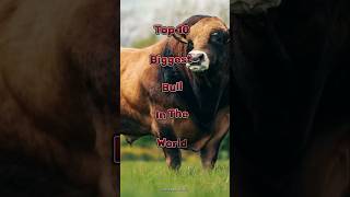 Top 10 Biggest Bull In The World 🥵😱🤯 || #shorts #top10  #assamtezpur