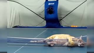 قطط مضحكه جدا😂 اتحداك هتموت من  الضحك very funny cats