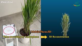 MobilePheno3D - Rice
