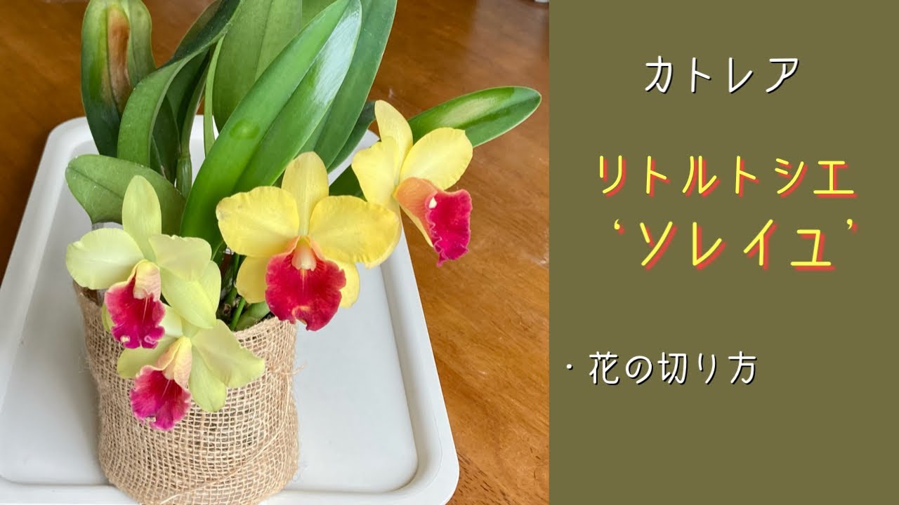 August 26, 2022 Cattleya [Little Toshie 'Soleil'] How to cut