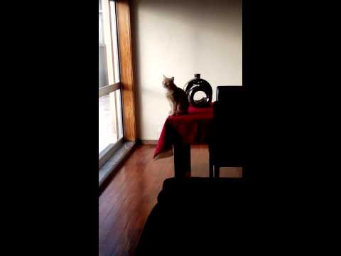 Parte maluca, parte fofa