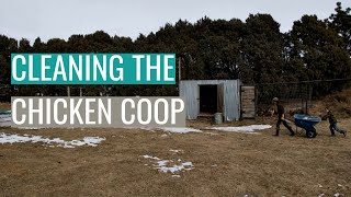 chicken film short