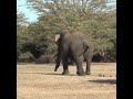 Wildlife officials treating the tusker elephant | キバゾウを治療する野生動物担当者 | Tusker elephant #shorts