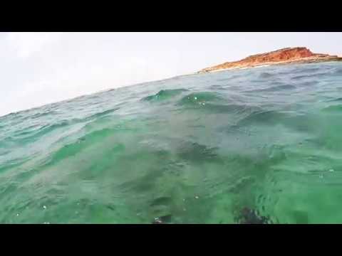 CampDogDiving