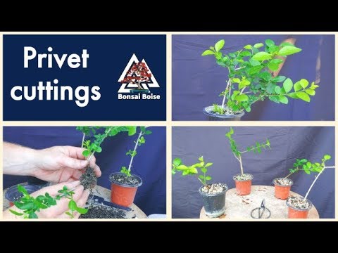 Privet cuttings (Golden Vicary)