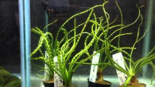 Crinum Calamistratum - A plant your fish won t east