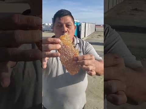 Would you eat wild honeycomb?