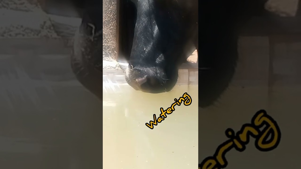 Dairy farming daily routine/ Semi-Mechanization of a Dairy farm/Cost cutting in Dairy farming