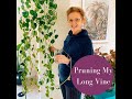 Pruning My Long Indoor Vine #shorts #houseplants #pruning #indoorplants