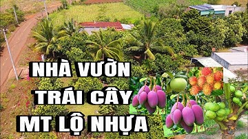 Chị an lâm nợ, bán gấp nhà vườn đủ loại trái cây, MT lộ nhựa, Cẩm Mỹ, Đồng Nai