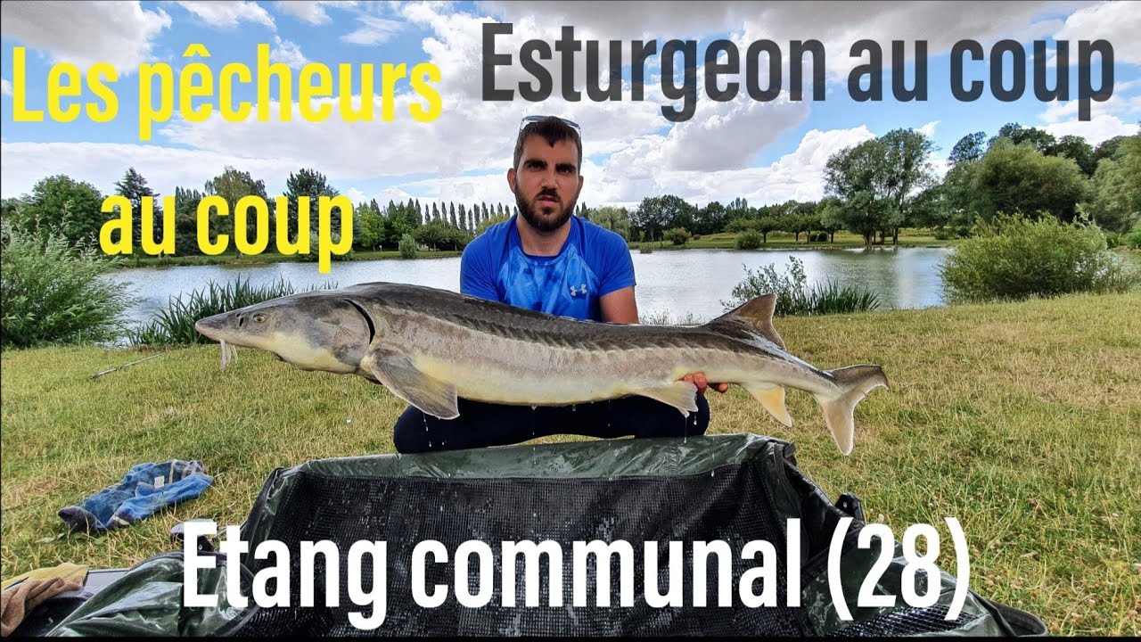 Esturgeon au Coup,  SUPER COMBAT