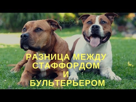 Видео: В чем разница между стаффордширским бультерьером и бультерьером