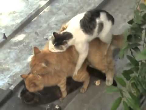 Смешные видеоролики Кошачья любовь