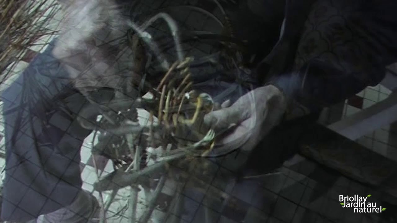 Fabrication d'un panier en osier - Briollay Jardin au Naturel 2019