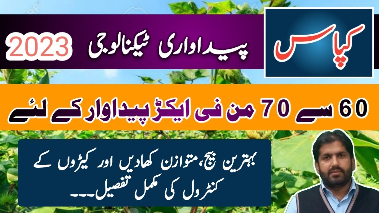 Production Technology of Cotton Crop 2023 | Cotton Cultivation in Punjab, Pakistan | Kissan Ki Baat