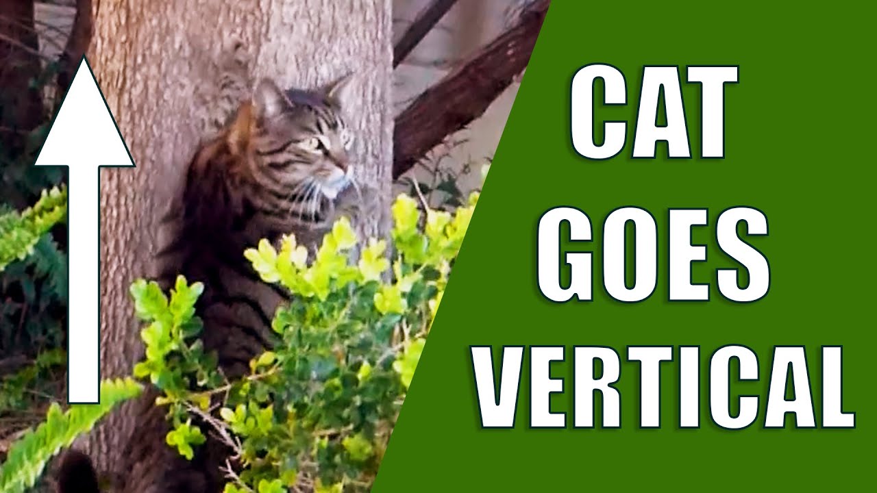 Tabby Cat Goes Vertical. Leo Climbs Up His Tree