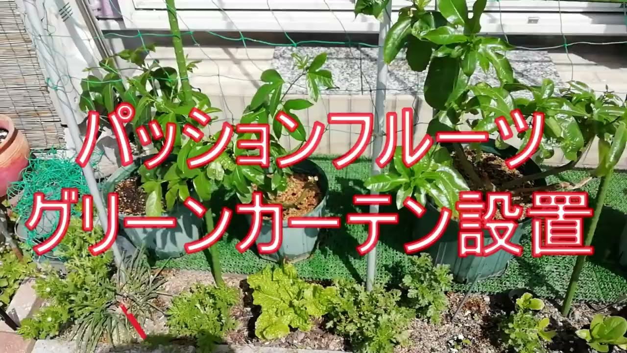 パッションフルーツのグリーンカーテン - YouTube