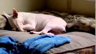Bull Terrier Dreams