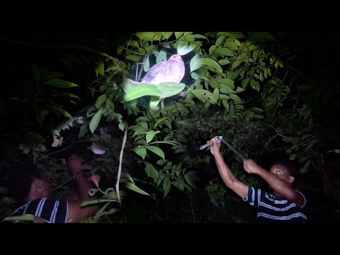 Comedy😂 Bird 🦜 Hunt At Night In Jamaica 🇯🇲  Using A Jamaican Slingshot Hunting For Food