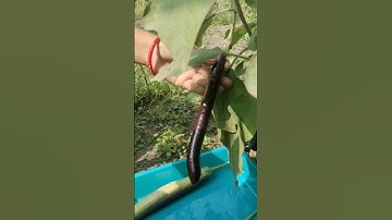 Natural Brinjal Harvesting 🍆!i of my 💒 Garden #short**Rural**#shorts