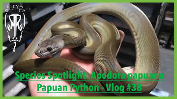 Species Spotlight: Apodora Papuana Papuan Python - Vlog #38