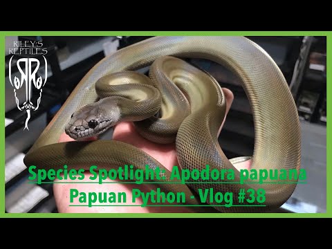 Species Spotlight: Apodora Papuana Papuan Python - Vlog #38
