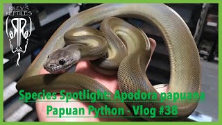 Celebrity Species Spotlight: Apodora Papuana Papuan Python - Vlog #38 Wealth