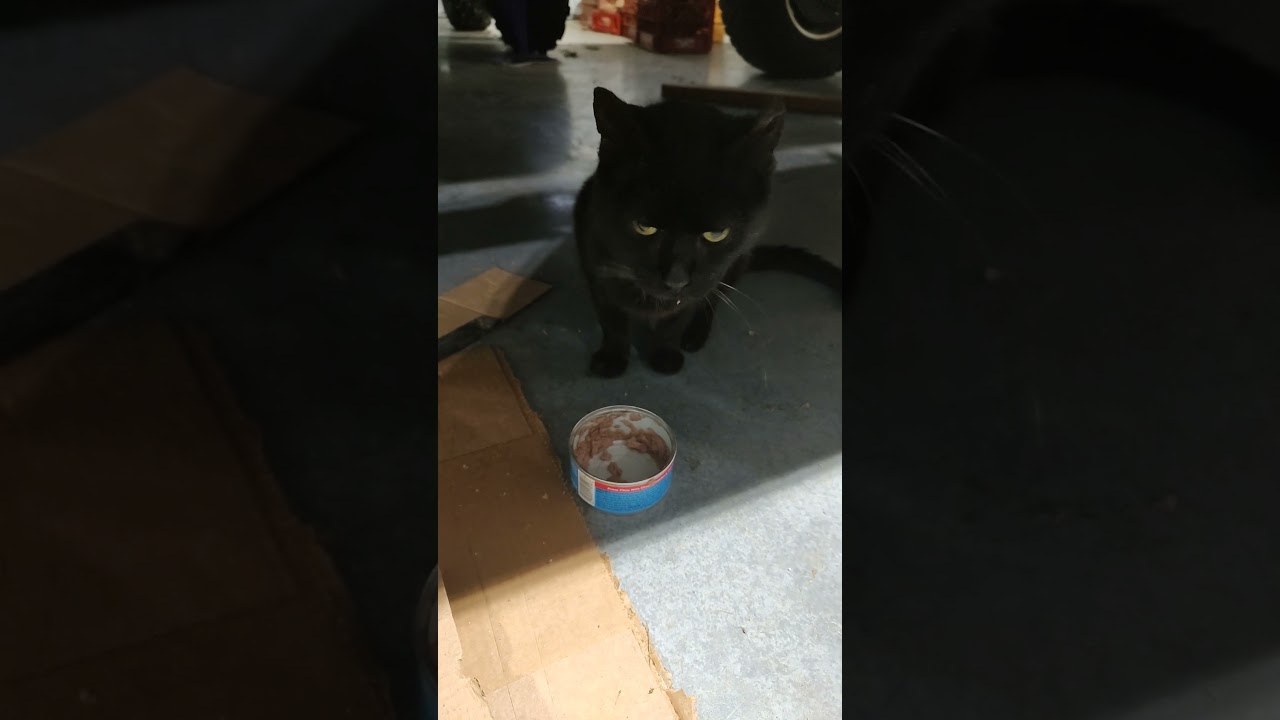 Charlie eating his Food. #cats #catshorts #catsofinstagram #catsoftiktok #catsofyoutube