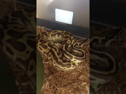 Leopard Lesser Pastel