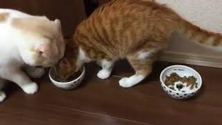 猫壱　ハッピーダイニング　フードボウル 水玉