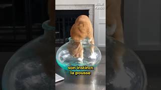 Ce Chat Surprend Son Propriétaire En Rentrant Son Corps Entier Dans Ce Bocal